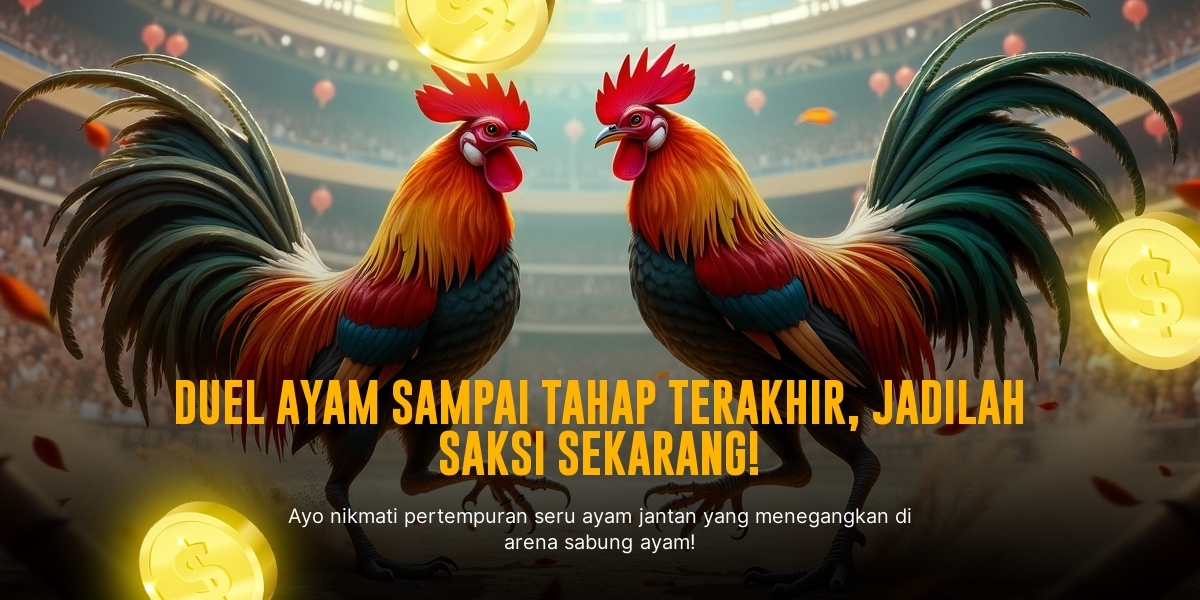 Mengulik Ayam Bangkok, Raja Sabung Ayam dengan Peluang Menang Tinggi